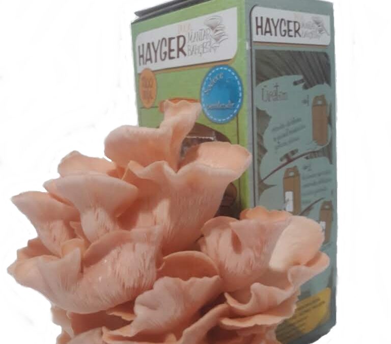 İstiridye mantarı pembe kırmızı - Hayger Mantar | Hayalden ...